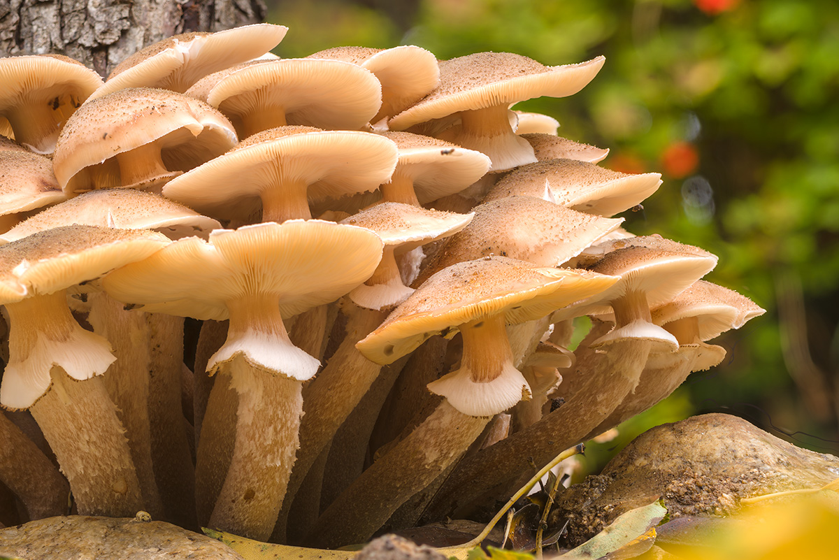 Focus Stacking Option | DPReview Forums