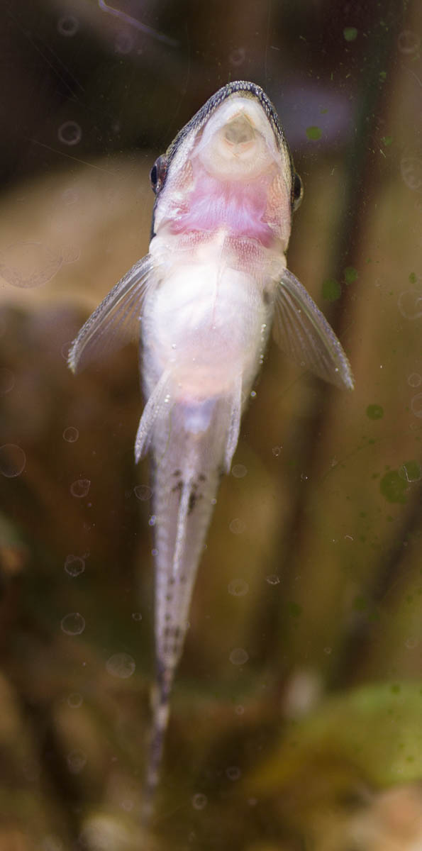 Pink around the gills?  The Planted Tank Forum